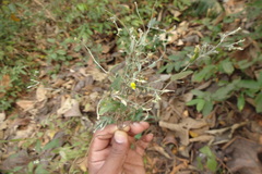 Crotalaria evolvuloides